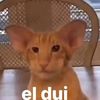 sidchi1
