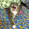 cheesycrunchychupacabra