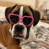 nova.the.boxer