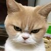matcha_depanmu90