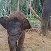 หนูรัชดา🐘🐘
