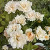 alstroemeria22