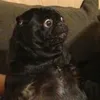 usergagaggag