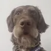 redneverleaves