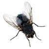 theflyonyourscreen
