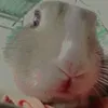 chuba.kachi