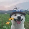 _zyv.11_