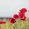 fleurre38