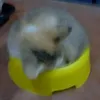 kenji_1_4_1_9