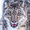 liontisialu