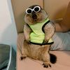 chubby.marmot