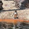 pewpewpenguin1