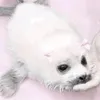 mymelodyadorer