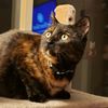 catmomma2012