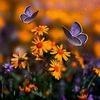 ragda_abdallah6
