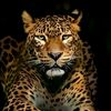 mohammedabdulalim43