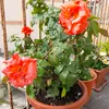 ibrahimtalukdar71