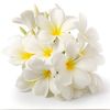 ahmed_f_fadul