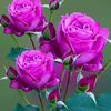 mohammadullah5853