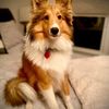 sheltiebrodie