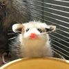possum.be.pappin