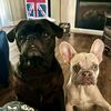 teaandpugs