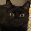 prettykitty1939