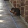 squirell.lover123