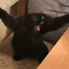 ___gatonegro___