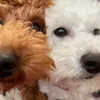 monamona_poo