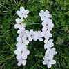 sarahoseen1152
