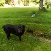 piafleischhauer