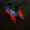 akira.arce
