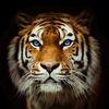 abdelkader_122