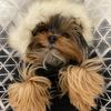 Sky_Yorkie 🌌🐶