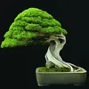 ikigaibonsai