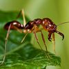 odontomachus