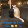 michellemasson295