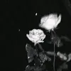 1ilt.r