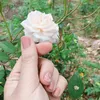 lancy_bui