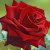 user453115037