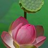 ash_khan0005