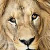 lion1977_