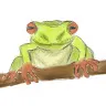 froggenheimer