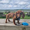marshalldaschund
