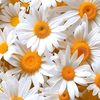 thehajizadeh___________