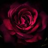 sosoo_als