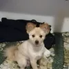 deacagnolinabg