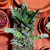 plant_mama_0