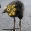 matyvalvespino